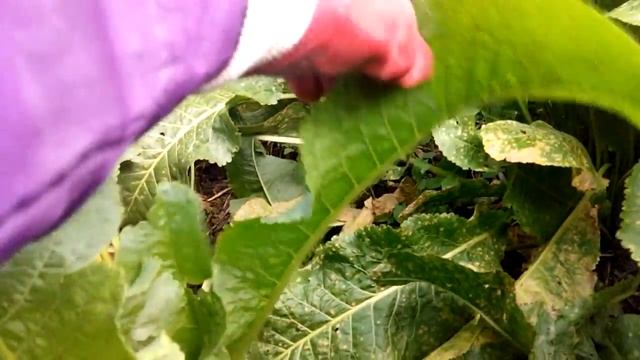 Дал цыплятам листья хрена на пробу смотреть онлайн