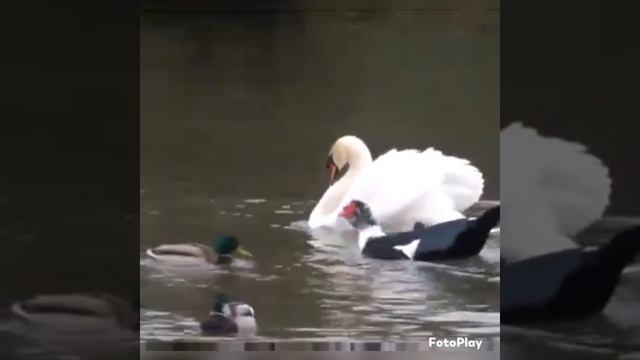Индоутка.Мускусная утка. смотреть онлайн