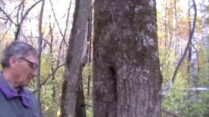 Жизнь пчёл в дупле дерева.