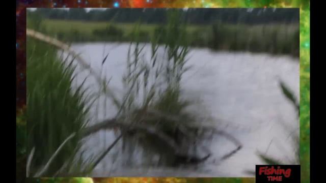 Поклевка на боковой кивок Белый амур!(отчеты о рыбалке) смотреть онлайн