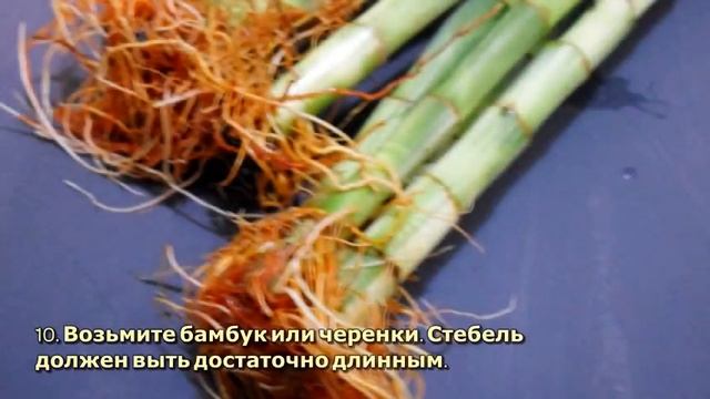 Бамбук в стакане. - DIY Дом - Guidecentral смотреть онлайн