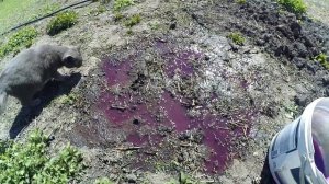 КАК НАКОПАТЬ ЧЕРВЕЙ БЕЗ ЛОПАТЫ | МАРГАНЦОВКА