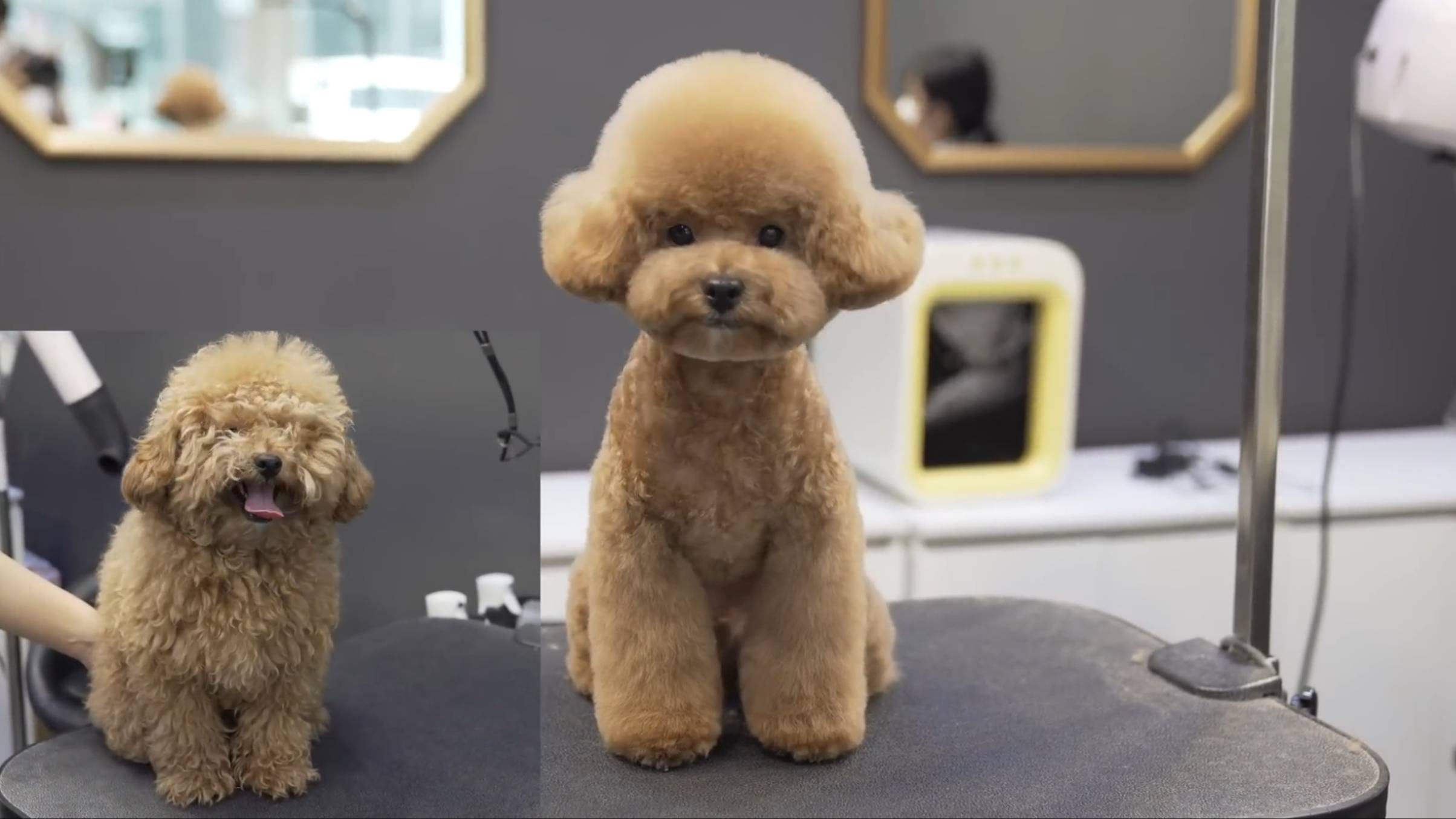 Милый той-пудель на груминге: стрижка и уход за собакой смотреть онлайн