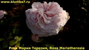 Роза Мария Терезия флорибунда, грандифлора Шато Барбероллес - полный обзор.