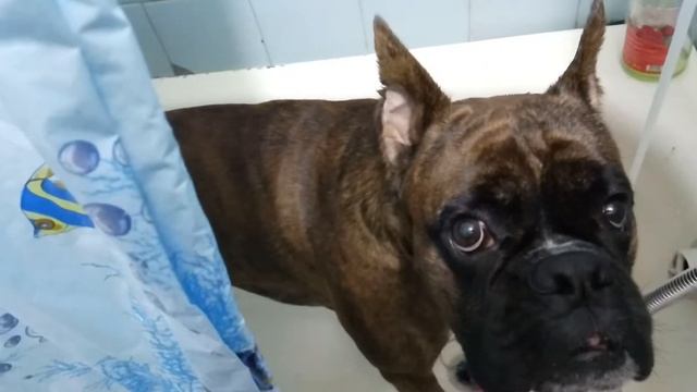 Тигровый боксёр Демон- Накупался смотреть онлайн