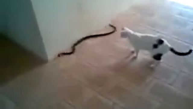 Кошка против змеи. смотреть онлайн