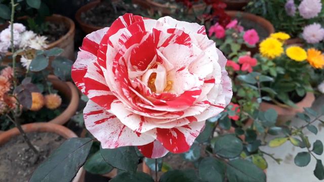 The Beautiful Rose Flower Scentimental Is In A Stripe