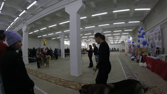 Выставка Кавказских овчарок часть1 смотреть онлайн