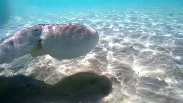 Giant Octopus in shallow water - Soma Bay Egypt смотреть онлайн