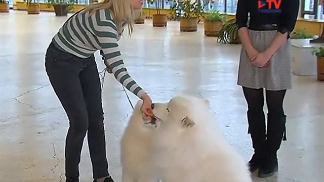 Страна чудес в Воронежском цирке смотреть онлайн