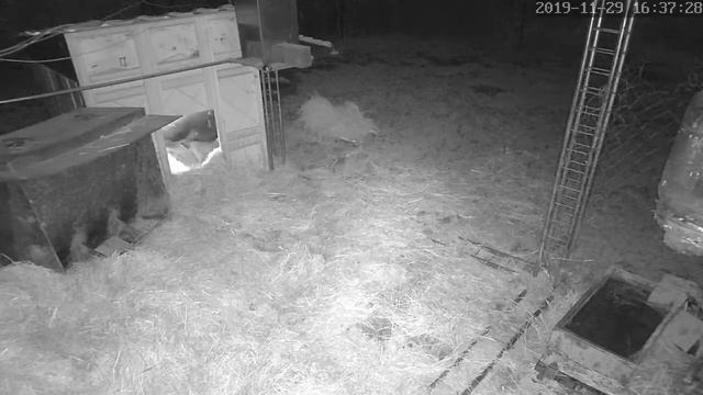 У подросших поросят появились маленькие поросята! смотреть онлайн