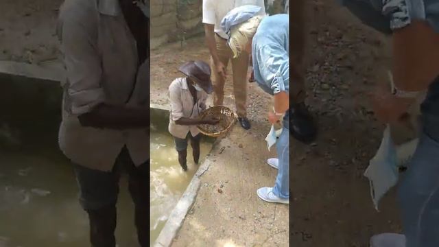 Добыча Лунного Камня.В шурфах смотреть онлайн