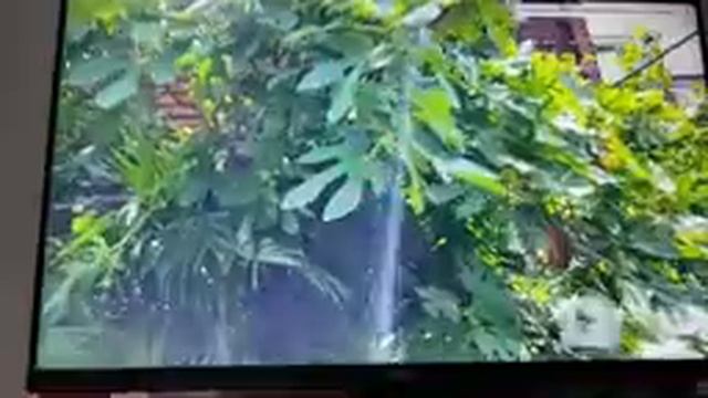 Опять дома, монитор рассматриваю.?ЛАЗАРЕВСКОЕ