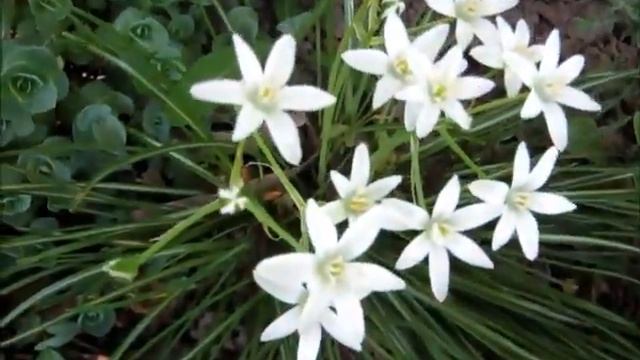 Птицемлечник Выращивание и уход смотреть онлайн