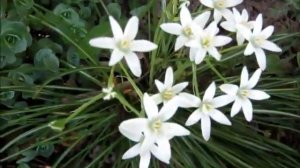 Птицемлечник  Выращивание и уход