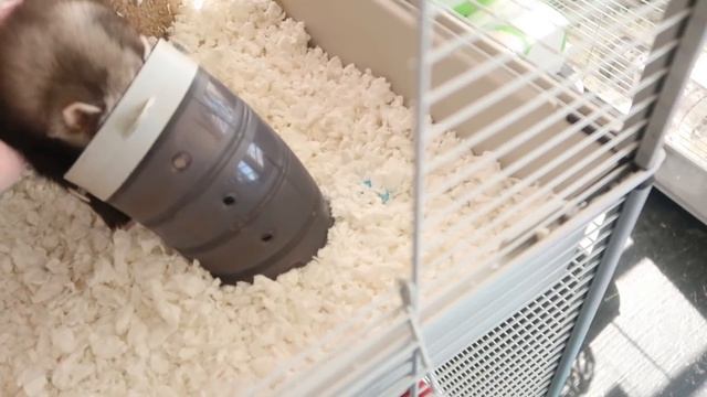 SPOILING My Cute Pet Ferrets (Insane Ferret Fun Part 2) смотреть онлайн