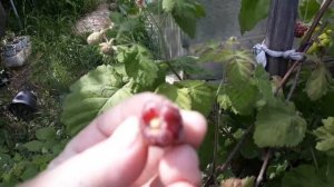 малиново-ежевичный гибрид бойсенберри 27 июля 2020 г.