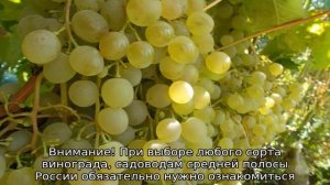 Виноград для средней полосы России, сорта