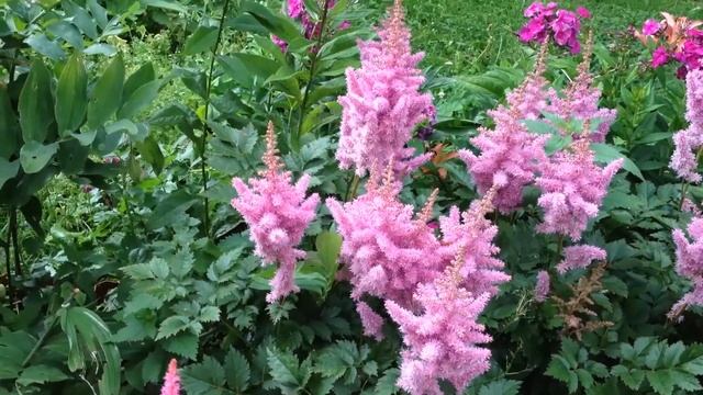 Астильба Херу оф Солл (Heart And Soul) смотреть онлайн