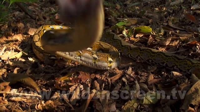 Snake Attacks In Slowmotion. Striking Viper, Spitting Cobra, Python