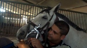 RACE HORSE DENTAL CARE CLEANING #ЛЕЧЕНИЕЗУБОВ У ЛОШАДЕЙ #КОНИ ЗУБЫ