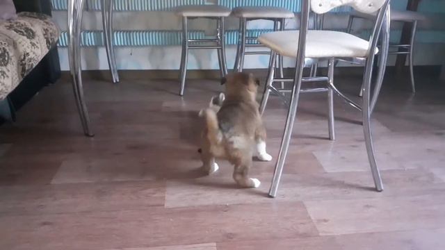 Кто в доме хозяин? смотреть онлайн