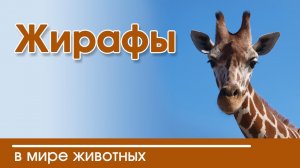 Христианские рассказы о живой природе " Жирафы" | истории из жизни животных Интересный Слайд 2020