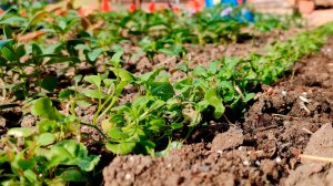 КАК ВЫСАДИТЬ ЛОБЕЛИЮ В ОТКРЫТЫЙ ГРУНТ?