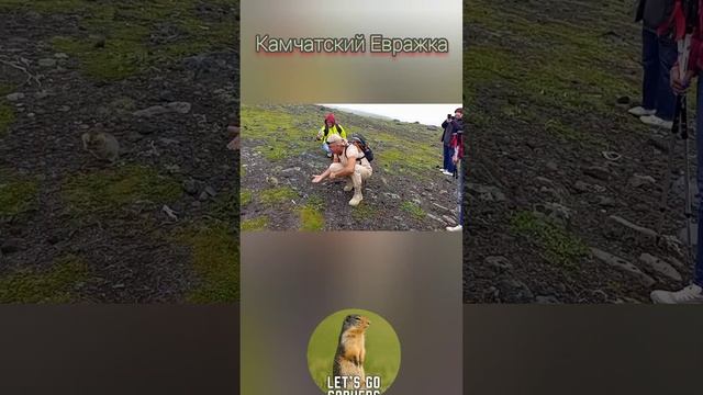 Евражка. Контактируем с дикой природой! ?#shorts смотреть онлайн