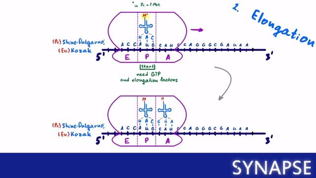 USMLE Step 1 - Биосинтез белка EXPLAINED смотреть онлайн