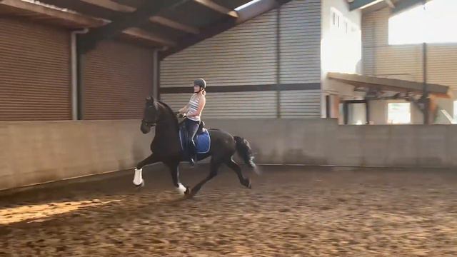 Floris STER SPORT Elite Friesian Horses for sale https://www.blacksterlingfriesians.com 415-272-211 смотреть онлайн