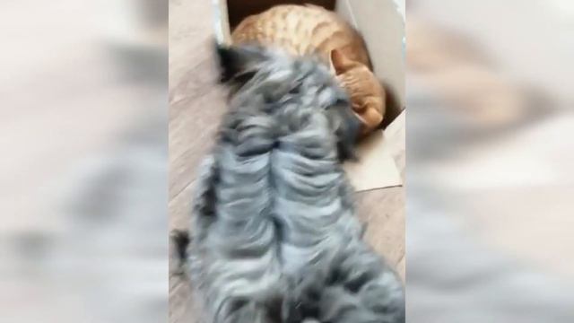 Кеша и команда... Котик и пес играют в города!!! смотреть онлайн