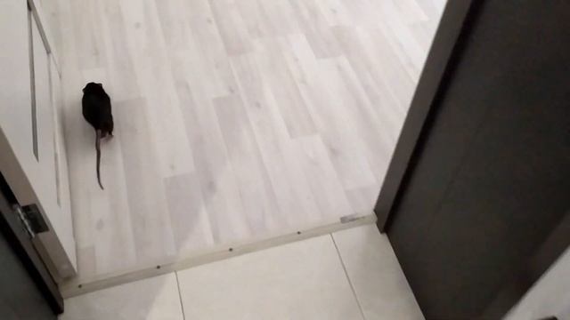 Гамавит для крыс. Почему чешется Мэнни. смотреть онлайн