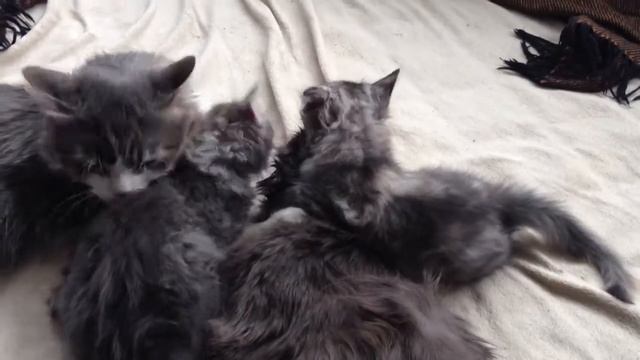 Котята, вылизывают маму. смотреть онлайн