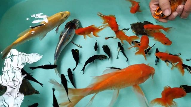 Koi Fish Molly Guppy Goldfish Carps Gymnocorymbus ternetzi Puffer Fish Cute Animals Video смотреть онлайн