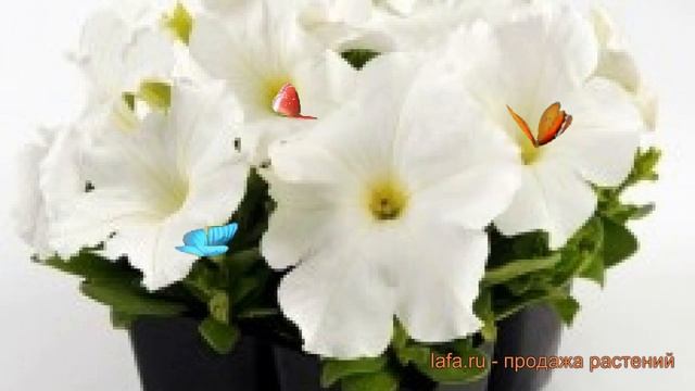 Петуния грандифлора Из Ридер Вайт (iz rider vayt) ? обзор: как сажать, семена петунии Из Ридер Вайт смотреть онлайн
