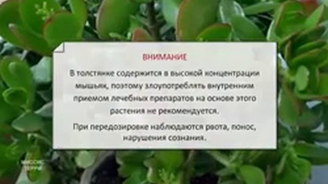 Денежный гул хакида смотреть онлайн
