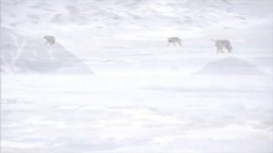 "ВИРТУАЛЬНАЯ ЭКСКУРСИЯ НА СЕВЕРНЫЙ ПОЛЮС" для детей дошкольного возраста