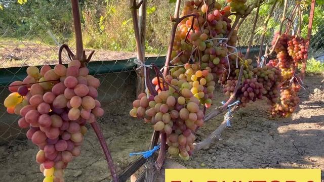 Виноград СРЕДНЕЙ полосы. ТУЛА? смотреть онлайн