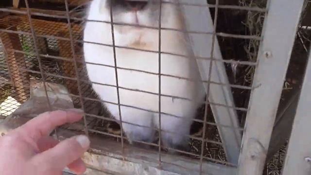 Нас посетила "Чупакабра" за 30.04.21 смотреть онлайн