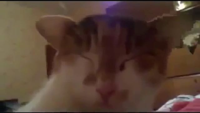 Кот прикольно шевелит ушами смотреть онлайн