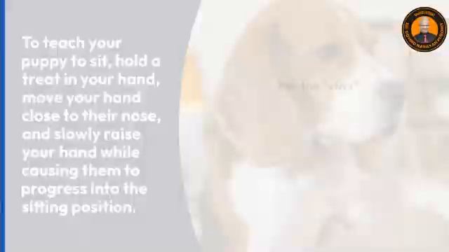 Mastering Puppy Obedience: Training Your Puppy To Follow Your Commands смотреть онлайн