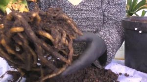 Деление и Пересадка КЛИВИИ - ПОДРОБНЫЙ ОБЗОР. Мои цветы. Мой опыт.