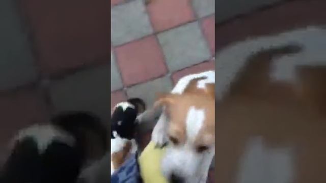 Маленький Бигль смотреть онлайн