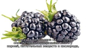 Уход за ежевикой весной