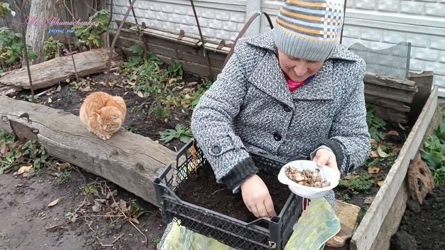 Висаджуємо тюльпани, нарциси та проліски