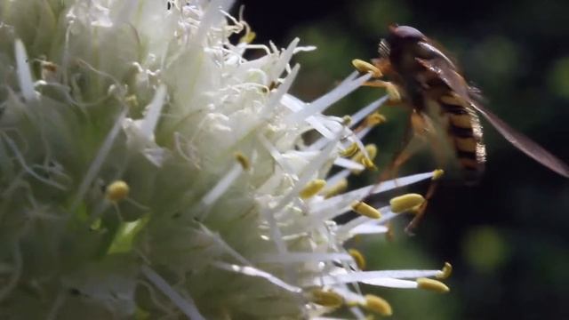 Животные на Вашем Экране