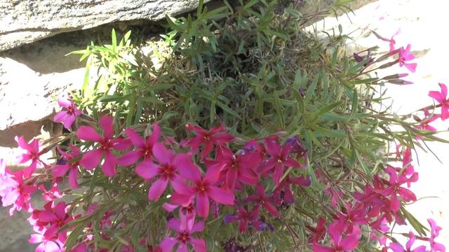 Phlox subulata - grow & care (Creeping phlox ) смотреть онлайн