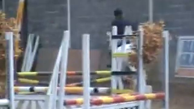 White Knight - Gentle 6 YRS OLD REG Grade 1 Connemara gelding смотреть онлайн