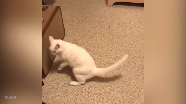 001. Funniest Cat Videos Will Make You Laugh #195 - Funny Animal Videos.mp4 смотреть онлайн
